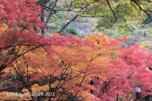 11/10宇甘渓(うかんけい)の紅葉