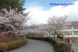 4/7今日の桜坂 4/7今日の桜坂