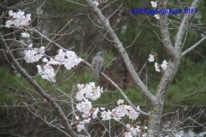 4/7今日の桜坂