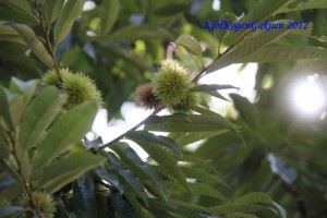 校内の栗…「実りの秋」を目指して。。。