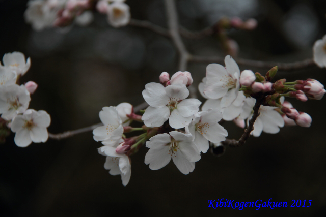 桜坂のさくら