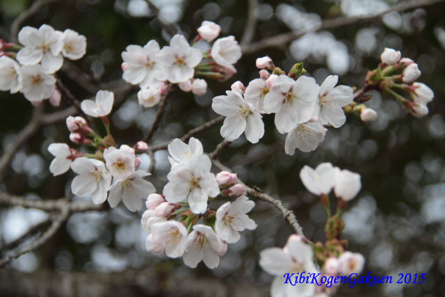 桜坂のさくら