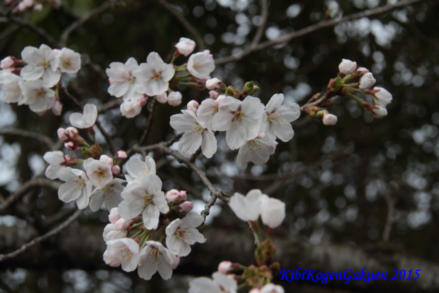 桜坂のさくら