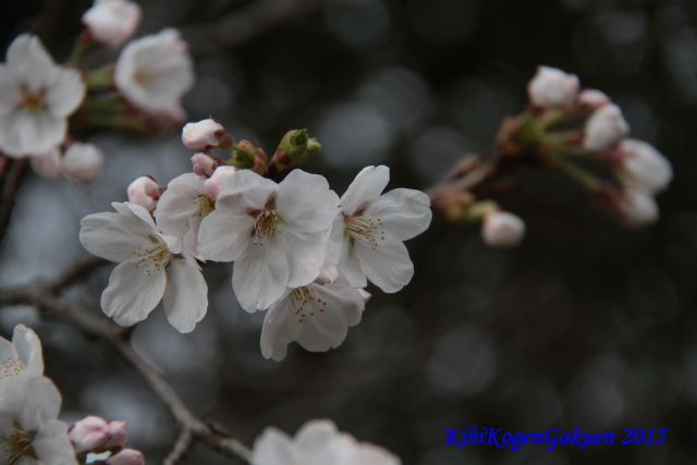 桜坂のさくら