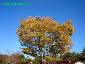 吉備高原の秋空（10/19朝撮影）