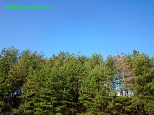 吉備高原の秋空（10/21朝撮影）