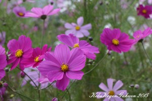 秋桜 平成27年9月29日撮影