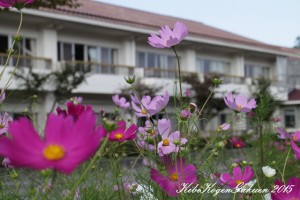 秋桜 平成27年9月29日撮影