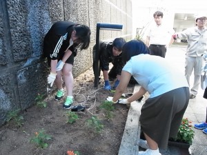 女子生徒さんたちも植え付け。