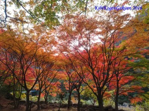 宇甘渓の紅葉（１１／１８）