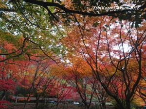 宇甘渓の紅葉（１１／１８）