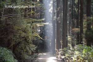 宇甘渓の紅葉（１１／１８）