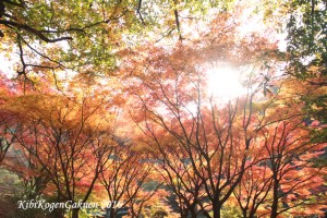 宇甘渓の紅葉（１１／１８）