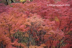 宇甘渓の紅葉（１１／１８）