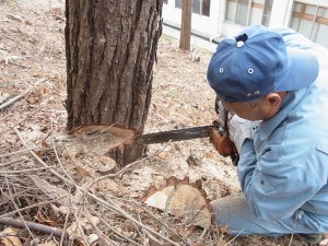 図書館や階段通路がある「共用棟」すぐ北側の松林内の松枯れの松に、倒す方向に最初の切れ目を入れているところ。