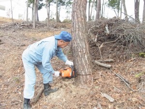 次は松の倒す方向の反対側を切っているところ。