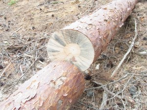 「松枯れは断面に黒い筋状のものが周囲に入っている」と校長先生が解説（写真断面の通り）。