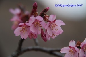 おかめ桜