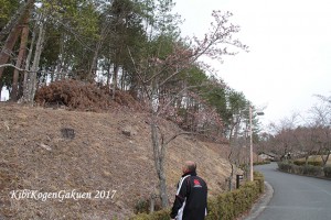 桜坂開花宣言（4/6）