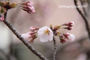 桜坂開花宣言（4/6）