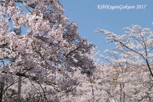 桜坂（４／１３）