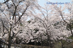 桜坂（４／１３）