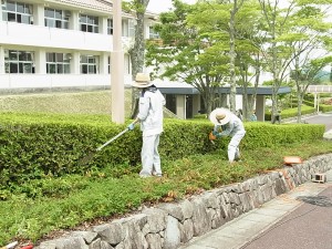 剪定用の電気バリカンできれいにカット。