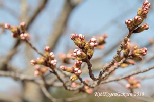 桜坂南面実習棟口西２番-IMG_2540-E1C