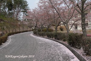 桜坂-IMG_3116-E1C