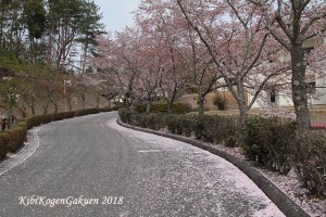 桜坂-IMG_3116-E1C