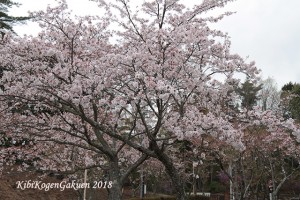 桜坂-IMG_3136-E1C