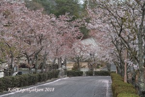 桜坂-IMG_3139-E1C