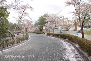 桜坂-IMG_3146-E1C