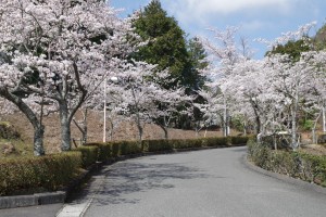 桜並木（北門方向）。