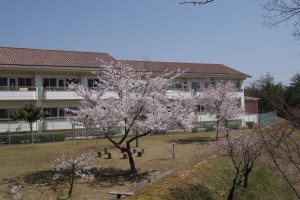 女子寮南側の桜より。