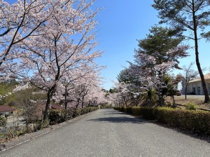 桜並木の満開の桜