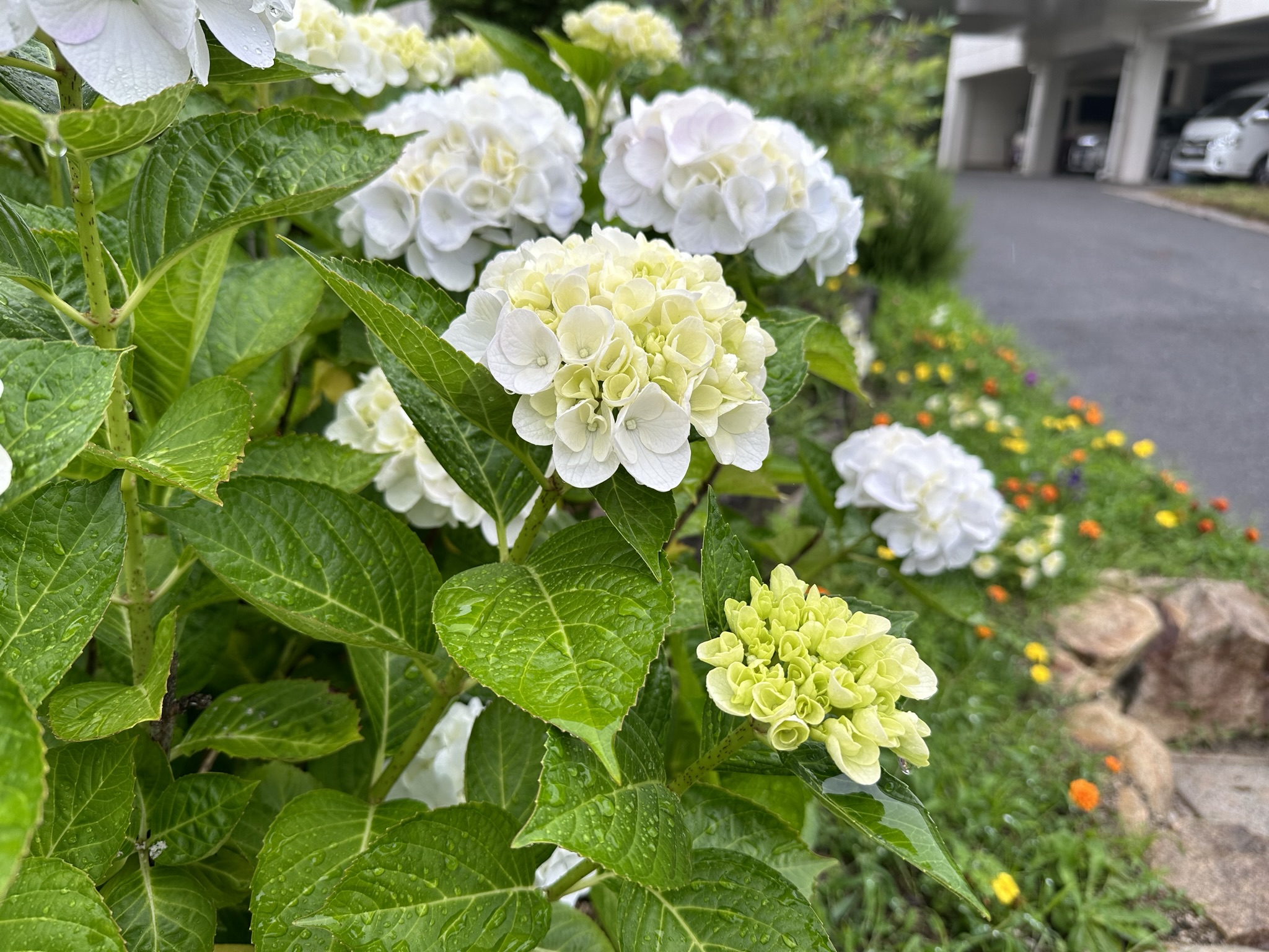 元気なのはアジサイだけ?生徒の皆さんも気持ちを切り替えて授業を頑張ろう!